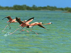 Water Walkers
